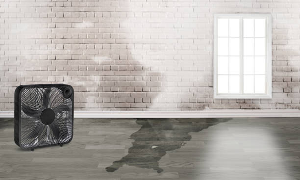 Best Water damage cleanup near me  in Iowa Park, TX